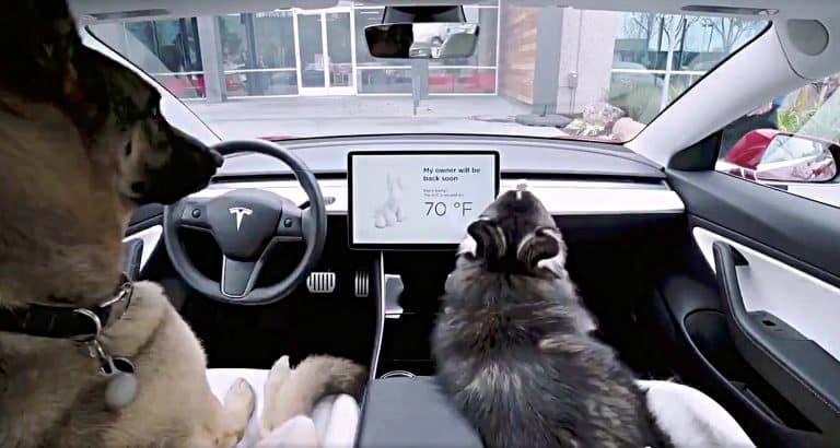 Tesla blamed for killing cats by celebrity Jamie Lynn Spears