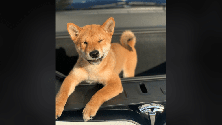 The Frunk Puppy movement has been uniting the global EV community for 4 years