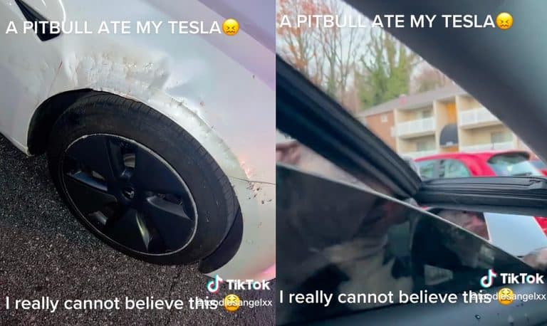 Tesla Model 3 becomes giant chew toy in strange pit bull attack